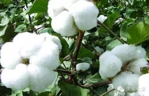 ԡƵĴëԡʲôǰɫ