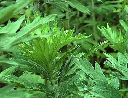 ľӼٛ(zng)xҼB(yng)