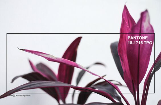 ҃(ni)ƷO(sh)Ӌ(j)ƫ(i)2019ﶬɫʼt